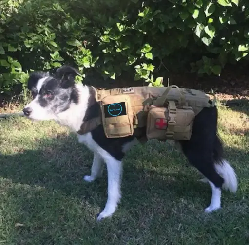 Dog Survival Bag